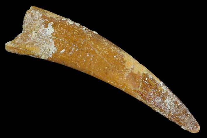 Large, Pterosaur (Siroccopteryx) Tooth - Morocco #127702